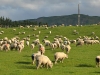 Wairarapa